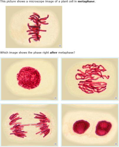 IXL - Identify phases of mitosis and the cell cycle in plant cells ...